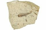 Ordovician Hyolithid (Hyolithes) Fossil - Wisconsin #224872-1